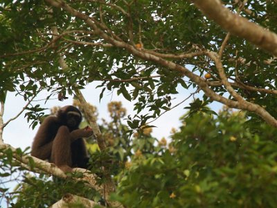 Bornean gibbon